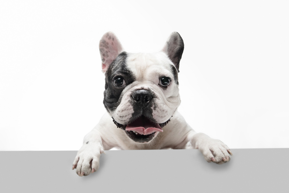 “Guida alla Scelta del Tuo Bulldog Inglese: Consigli dal Bianco Manto”